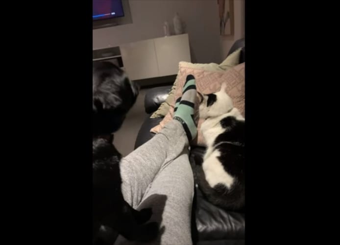 ワンコが「ニャ～」と鳴いた？！それを聞いたニャンコもおもわず「あんた犬じゃないの？」とビックリ