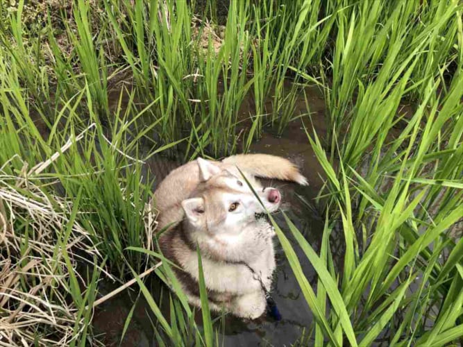 油断してる隙にドブへ一直線。シベリアンハスキーだったはずの愛犬が、出てきたら『シベリアンタヌキー』になっていました！！【Twitter・写真】