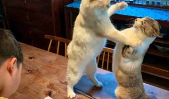 目の前でニャンコたちが激しいバトルを繰り広げるも･･･息子のスルースキルが半端ない(笑)