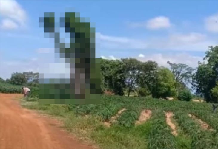 畑仕事をする人を見守っているよう(笑) 思わず二度見する「巨人のような木」が立っていた！