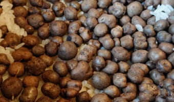 果実でも種でもない、食用にできる「むかご」とはどんなもの?毒性はないの?