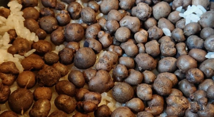 果実でも種でもない、食用にできる「むかご」とはどんなもの？毒性はないの？