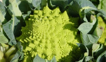 人工物のような形状の「ロマネスコ」はカリフラワーやブロッコリーとは別物？