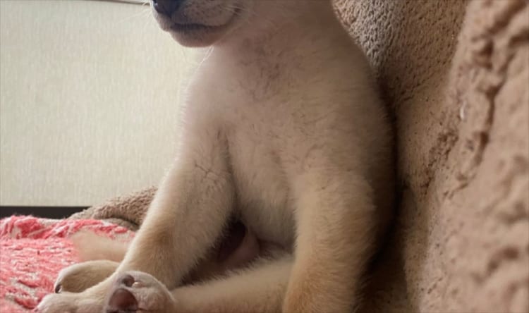 背中にチャックがついてるよね！？(笑) まるで人間のような雰囲気を醸し出すワンコが話題に！