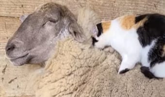 「いつも背中をベッドにしてるからマッサージするね!」羊と猫の仲良しの関係が素敵!