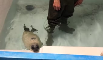 気分は滝行?ワモンアザラシの赤ちゃんお気に入りの日課がかわいい