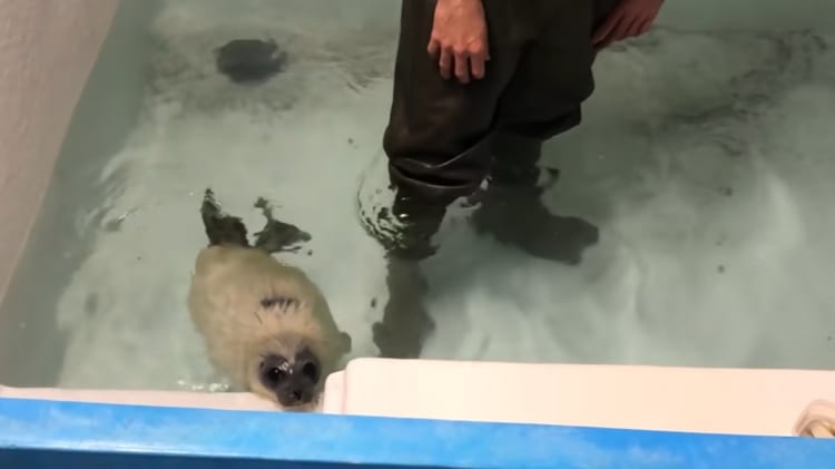 気分は滝行？ワモンアザラシの赤ちゃんお気に入りの日課がかわいい