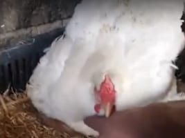 メンドリが温めていたのは卵ではなく・・。体の下から、とてもかわいい子たちが現れた！！【海外・動画】