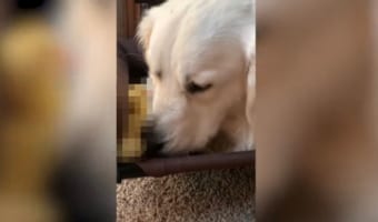 【種を超えた友情】ゴールデンレトリバーと小さなお友達が仲良く遊ぶ姿に癒される!