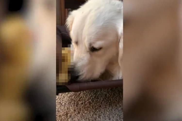 【種を超えた友情】ゴールデンレトリバーと小さなお友達が仲良く遊ぶ姿に癒される！