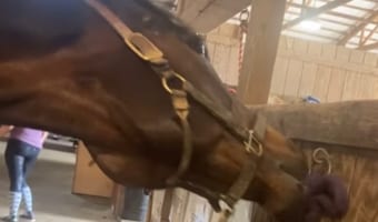 「これをこうすれば・・・ちょちょいのちょいよ♪」器用すぎるお馬さん、見事な口捌きでロープを解く！