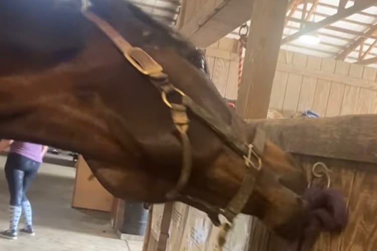 「これをこうすれば・・・ちょちょいのちょいよ♪」器用すぎるお馬さん、見事な口捌きでロープを解く！