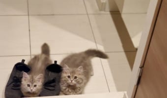 「どこにも行かせないニャ」飼い主さんがいる所に、いつもスタンバイしているニャンコたちがかわいすぎる！