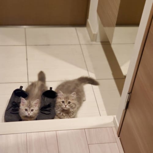 「どこにも行かせないニャ」飼い主さんがいる所に、いつもスタンバイしているニャンコたちがかわいすぎる！