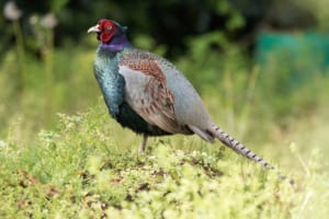 【言わなきゃよかった】「雉も鳴かずば撃たれまい」とはどういう意味？由来や類義語もご紹介