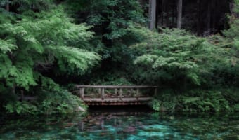 まるで絵画の世界!岐阜県の名所「モネの池」で撮影された写真が神秘的で美しすぎる!