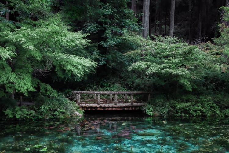 まるで絵画の世界!岐阜県の名所「モネの池」で撮影された写真が神秘的で美しすぎる!