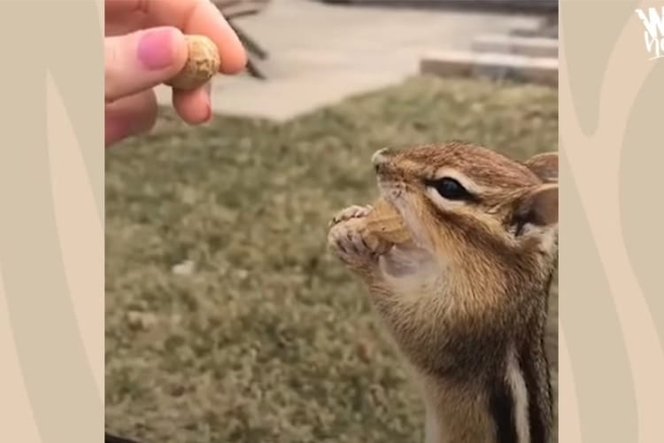 言葉が通じる？！食事中に「フリーズ」と言われたらピタッと止まるようになった野生のリス