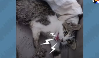 浄化槽の穴で保護された下半身麻痺の猫。人間を威嚇し、4本肢で歩けなかったのに･･･(涙)