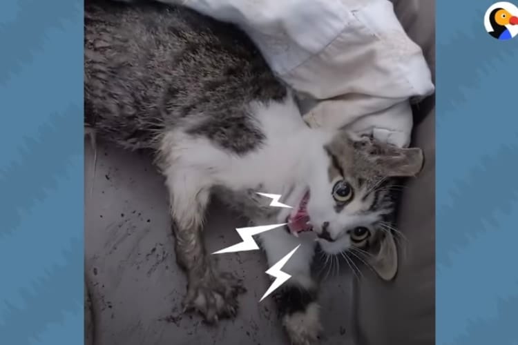 浄化槽の穴で保護された下半身麻痺の猫。人間を威嚇し、4本肢で歩けなかったのに･･･(涙)