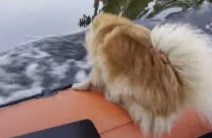 危機一髪！奔るモーターボートから水面を興味津々に眺めるワンコ。つい水中にダイブして・・・