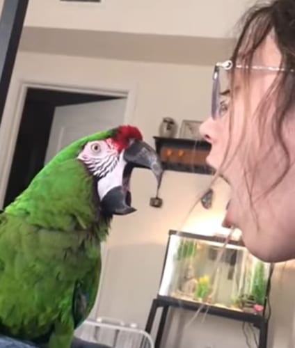「僕がするのは声真似だけじゃないんだよなぁ」音真似だけでなく少女の行動もマネする芸達者なインコ