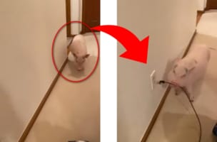 「うるさあああい！！」掃除機が嫌いな子ブタちゃんの行動がとった騒音対策とは？