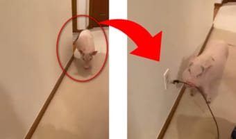 「うるさあああい!!」掃除機が嫌いな子ブタちゃんの行動がとった騒音対策とは?