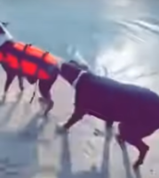 「ダメだって！ダメだってば！！」お友達が泳ぎに行こうとするのを絶対阻止したいワンコ