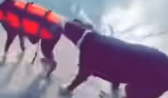 「ダメだって!ダメだってば!!」お友達が泳ぎに行こうとするのを絶対阻止したいワンコ