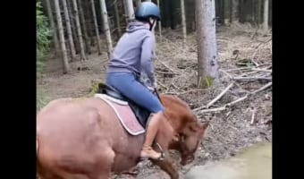 悪路に差し掛かったお馬さん・・・つい水たまりが楽しくなり、人が背中にいる事を忘れてしまったようです