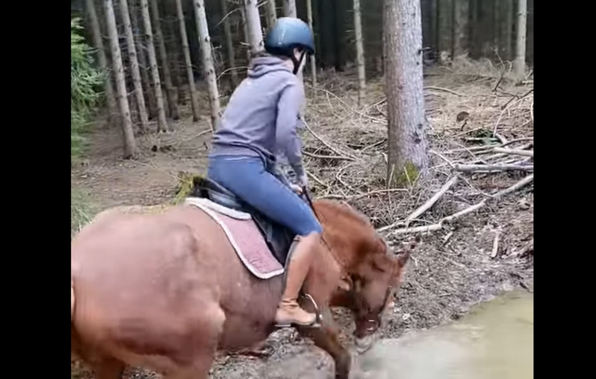 悪路に差し掛かったお馬さん・・・つい水たまりが楽しくなり、人が背中にいる事を忘れてしまったようです