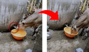「君がやっていたのか・・・」蛇口が開けっ放しの給水機。それは蛇口をひねり水を飲む賢い牛の仕業だった！