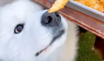 ワンコは盗み食いをしようと・・・・もとい、盗み食いがしたかったようです