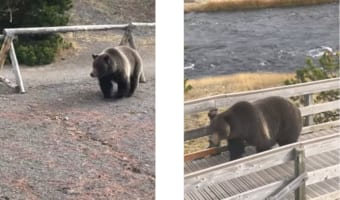 「この道便利だわ！」観光用の遊歩道を活用するクマさんが目撃される