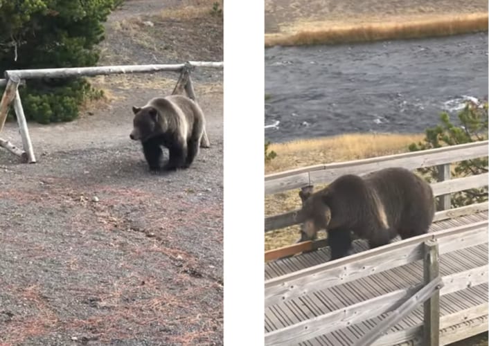 「この道便利だわ！」観光用の遊歩道を活用するクマさんが目撃される