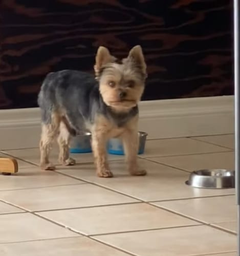 「いいんですか？ごはんくれるまでコレをずっと続けますよ？」ごはんの催促の仕方がえぐいワンコ