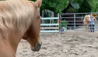 「朋あり遠方より来る、また楽しからずや」これは馬の世界でも通じるようです