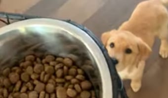 ごはんの気配を察したら、すぐさまケンネルに待機しに行く腹ペコなワンコ