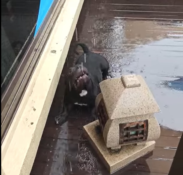 雨に浮かれて全身で雨を満喫するワンコ、その姿が実に愛らしい