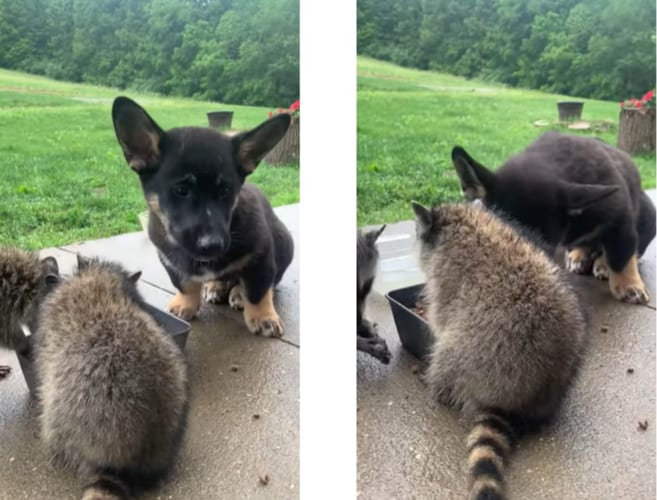 助け合いの精神！野生のアライグマに自分のご飯を分けてあげるワンコが愛らしい
