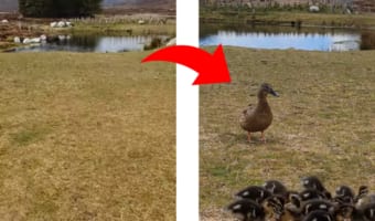 男性の口笛が集合の合図!?一気に集まってくるアヒルちゃんたち!!