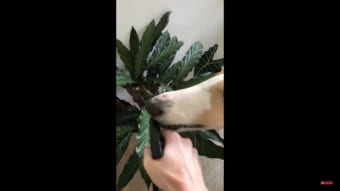 植物に水やりをやっていると・・・愛犬も水やりをして欲しくなったようです