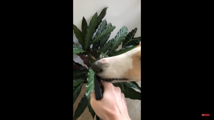 植物に水やりをやっていると・・・愛犬も水やりをして欲しくなったようです