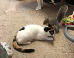 「超楽しいんですけど！」ネコの背中を乗り越えたり尻尾で楽しそうに遊ぶリス