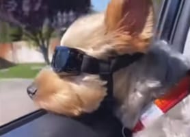 超クール！ゴーグルをつけてドライブを楽しむワンコ