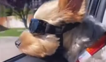 超クール!ゴーグルをつけてドライブを楽しむワンコ