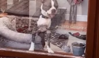 「それはボクのだよ!触らないで!!」落ちていたボールに飼い主さんが触れるだけで怒る独占欲の強いワンコ