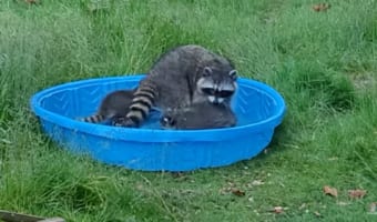 「ほら、しっかり体洗わなきゃダメでしょ」アライグマのお母さん、幼い子供たちのお風呂タイムに奮闘中