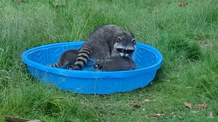 「ほら、しっかり体洗わなきゃダメでしょ」アライグマのお母さん、幼い子供たちのお風呂タイムに奮闘中